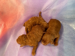 DOB 1-23-2023, Puppies for Sale! Mini Goldendoodles, F1b 